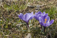 De eerste krokussen van de lente purpere bloemen royalty-vrije stock foto's De eerste krokussen van de lente purpere bloemen royalty-vrije stock foto's