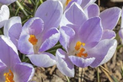 De eerste krokussen van de lente purpere bloemen stock afbeelding De eerste krokussen van de lente purpere bloemen stock afbeelding
