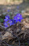 De eerste purpere bloemen van Hepatika maken hun manier door de bladeren van vorig jaar in het bos, in de vroege lente stock afbeelding De eerste purpere bloemen van Hepatika maken hun manier door de bladeren van vorig jaar in het bos, in de vroege lente stock afbeelding