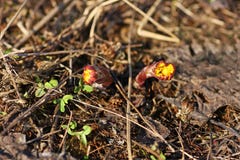 De eerste spruiten die van de coltsfootinstallatie, uit het droge gras gluren royalty-vrije stock afbeeldingen De eerste spruiten die van de coltsfootinstallatie, uit het droge gras gluren royalty-vrije stock afbeeldingen