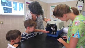 De eigenaars van de kat een vrouw en twee jongens verlokken de kat uit de kooi in dierenartskliniek stock footage De eigenaars van de kat een vrouw en twee jongens verlokken de kat uit de kooi in dierenartskliniek stock footage