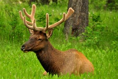 De Elanden van de Stier van Magestic stock afbeelding De Elanden van de Stier van Magestic stock afbeelding