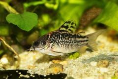 De elegante vissen van het de katvisaquarium van Corydoras Cory royalty-vrije stock afbeeldingen De elegante vissen van het de katvisaquarium van Corydoras Cory royalty-vrije stock afbeeldingen