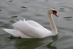 De elegantste zwaan stock afbeelding De elegantste zwaan stock afbeelding