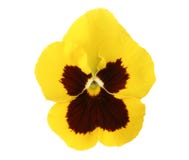 De Elementen van het ontwerp: Geel Viooltje royalty-vrije stock foto De Elementen van het ontwerp: Geel Viooltje royalty-vrije stock foto