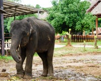 De elephent ketting van Azië met ketting in Thailand stock fotografie De elephent ketting van Azië met ketting in Thailand stock fotografie