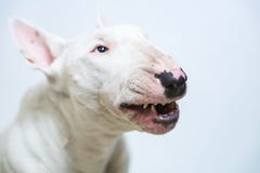 De Engelse witte hond van Bull terrier is woedende en boze close-up Mooie van een hond, huisdierenconcept, huisdier stock foto De Engelse witte hond van Bull terrier is woedende en boze close-up Mooie van een hond, huisdierenconcept, huisdier stock foto