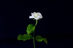 De enige mooie verse witte de Jasmijnbloem van Thailand met zijn die bladeren van tuin die voor aroma gebruiken en thee op zwarte royalty-vrije stock fotografie De enige mooie verse witte de Jasmijnbloem van Thailand met zijn die bladeren van tuin die voor aroma gebruiken en thee op zwarte royalty-vrije stock fotografie