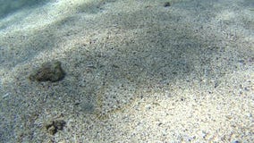De enige platvissen van Mozes in tropische overzees op zandige zeebedding stock footage De enige platvissen van Mozes in tropische overzees op zandige zeebedding stock footage