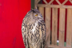 De Europees-Aziatische adelaar-Uil (bubo Bubo) royalty-vrije stock afbeelding De Europees-Aziatische adelaar-Uil (bubo Bubo) royalty-vrije stock afbeelding