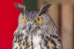 De Europees-Aziatische adelaar-Uil (bubo Bubo) royalty-vrije stock afbeelding De Europees-Aziatische adelaar-Uil (bubo Bubo) royalty-vrije stock afbeelding
