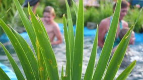 De familie zwemt in een klein meer op een hete de zomerdag De oma leert om een klein kind te zwemmen Tuin, bloemen en installatie stock footage De familie zwemt in een klein meer op een hete de zomerdag De oma leert om een klein kind te zwemmen Tuin, bloemen en installatie stock footage
