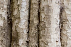 De fototextuur van de boomboomstam Natuurlijke houten achtergrond Bleek hout met doorstane schors Langzaam verdwenen houten achte stock afbeeldingen De fototextuur van de boomboomstam Natuurlijke houten achtergrond Bleek hout met doorstane schors Langzaam verdwenen houten achte stock afbeeldingen