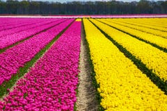 De gebieden van de de lentetulp in Holland, kleurrijke bloemen van de lente, Nederland royalty-vrije stock foto De gebieden van de de lentetulp in Holland, kleurrijke bloemen van de lente, Nederland royalty-vrije stock foto