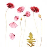 De gedrukte en droge achtergrond van de papaversbloem royalty-vrije stock fotografie De gedrukte en droge achtergrond van de papaversbloem royalty-vrije stock fotografie