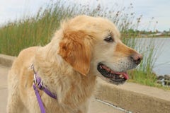 De gelukkige golden retrieverhond kijkt uit over meer royalty-vrije stock fotografie De gelukkige golden retrieverhond kijkt uit over meer royalty-vrije stock fotografie