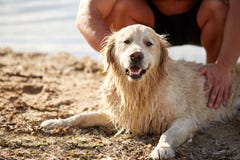 De gelukkige hond Labrador geniet van speel op strand met eigenaar stock afbeelding De gelukkige hond Labrador geniet van speel op strand met eigenaar stock afbeelding