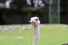 De gemeenschappelijke struisvogel, Struthio-camelus, of eenvoudig struisvogel stock afbeelding De gemeenschappelijke struisvogel, Struthio-camelus, of eenvoudig struisvogel stock afbeelding