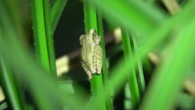De gemeenschappelijke Zitting van Polypedates van de Boomkikker leucomystax op Blad De Safari van de nachtwildernis in Regenwoud stock footage De gemeenschappelijke Zitting van Polypedates van de Boomkikker leucomystax op Blad De Safari van de nachtwildernis in Regenwoud stock footage