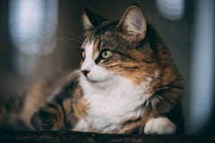 De gestreepte kat en de witte kat leggen bovenop een houten lijst stock foto's De gestreepte kat en de witte kat leggen bovenop een houten lijst stock foto's