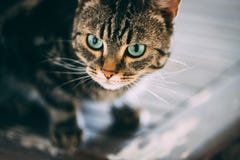 De gestreepte kat en de witte kat leggen bovenop een houten lijst royalty-vrije stock fotografie De gestreepte kat en de witte kat leggen bovenop een houten lijst royalty-vrije stock fotografie