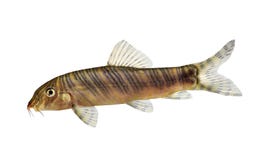 De gestreepte vissen van het striataaquarium van Botia van de loachkatvis stock afbeelding De gestreepte vissen van het striataaquarium van Botia van de loachkatvis stock afbeelding
