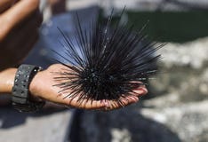 De gevaarlijke zeeëgels bedreigen duikers op zonnige stranden van Azië royalty-vrije stock foto's De gevaarlijke zeeëgels bedreigen duikers op zonnige stranden van Azië royalty-vrije stock foto's
