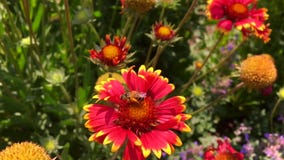 De gevleugelde bij vliegt langzaam aan de installatie, verzamelt nectar voor honing op privé bijenstal van bloem stock videobeelden De gevleugelde bij vliegt langzaam aan de installatie, verzamelt nectar voor honing op privé bijenstal van bloem stock videobeelden