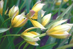 De gevoelige bloemen van tulipatarda in regenachtig weer stock afbeeldingen De gevoelige bloemen van tulipatarda in regenachtig weer stock afbeeldingen