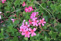 De gevoelige roze tuin bloeit op een bloembed tegen een achtergrond van heldergroene bladeren stock foto's De gevoelige roze tuin bloeit op een bloembed tegen een achtergrond van heldergroene bladeren stock foto's