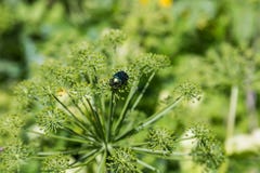 De glanzende kever zit op de paraplu van hogweed, Altai, Rusland stock afbeeldingen De glanzende kever zit op de paraplu van hogweed, Altai, Rusland stock afbeeldingen