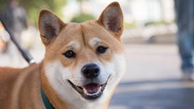 De glimlach van een hond stock foto's De glimlach van een hond stock foto's