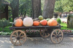 de gouden herfst, grote verschillende pompoenen, Verschillende verscheidenheden van pompoenen in houten kar stock afbeelding de gouden herfst, grote verschillende pompoenen, Verschillende verscheidenheden van pompoenen in houten kar stock afbeelding