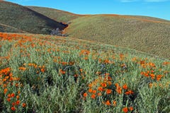 De Gouden Papavers van Californië in de hoge woestijn van zuidelijk Californië stock foto De Gouden Papavers van Californië in de hoge woestijn van zuidelijk Californië stock foto