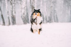 De grappige Jonge Herdershond van Shetland, Sheltie, Collie Playing Outdoor I royalty-vrije stock afbeeldingen De grappige Jonge Herdershond van Shetland, Sheltie, Collie Playing Outdoor I royalty-vrije stock afbeeldingen