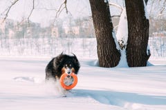De grappige Jonge Herdershond van Shetland, Sheltie, Collie Playing With Ring Toy Openlucht in Sneeuwpark, Wintertijd Speels huis stock afbeelding De grappige Jonge Herdershond van Shetland, Sheltie, Collie Playing With Ring Toy Openlucht in Sneeuwpark, Wintertijd Speels huis stock afbeelding
