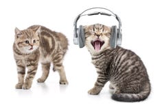 De grappige kat in hoofdtelefoons het luisteren muziek en een andere kat worden geschokt door dit stock foto's De grappige kat in hoofdtelefoons het luisteren muziek en een andere kat worden geschokt door dit stock foto's