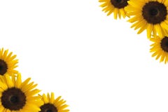 De grens van de zonnebloem De grens van de zonnebloem