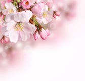 De grensachtergrond van de lente met roze bloesem royalty-vrije stock afbeelding De grensachtergrond van de lente met roze bloesem royalty-vrije stock afbeelding