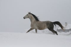 De grijze hengst die op de helling in de sneeuw galopperen Een paard galoppeert in diepe sneeuw royalty-vrije stock afbeelding De grijze hengst die op de helling in de sneeuw galopperen Een paard galoppeert in diepe sneeuw royalty-vrije stock afbeelding
