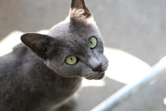 De grijze katten hebben mooie gele ogen Het bekijken u royalty-vrije stock afbeelding De grijze katten hebben mooie gele ogen Het bekijken u royalty-vrije stock afbeelding