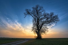 De grintweg leidt tot één enkele boom in mistige ochtendstemming in de zonsopgang royalty-vrije stock foto De grintweg leidt tot één enkele boom in mistige ochtendstemming in de zonsopgang royalty-vrije stock foto