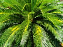 De groene bladeren van cycadpalm planten gebruik voor tuin en park verfraaide de zomervakantie Stock Foto De groene bladeren van cycadpalm planten gebruik voor tuin en park verfraaide de zomervakantie Stock Foto