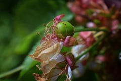 De groene onrijpe Regenachtigere kersenbessen met het vernietigen van bloesem maakten in detail vast, macro dichte omhooggaand me stock fotografie De groene onrijpe Regenachtigere kersenbessen met het vernietigen van bloesem maakten in detail vast, macro dichte omhooggaand me stock fotografie