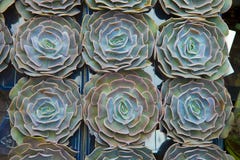 De groene textuur van de houseleekinstallatie als aardige natuurlijke achtergrond royalty-vrije stock foto De groene textuur van de houseleekinstallatie als aardige natuurlijke achtergrond royalty-vrije stock foto