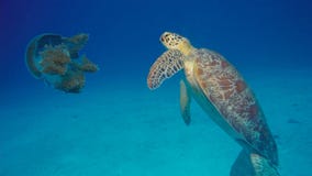 De groene Zeeschildpad eet grote Kroonkwallen stock afbeelding De groene Zeeschildpad eet grote Kroonkwallen stock afbeelding