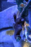 De groot-buik van zeepaardjeabdominalis seahorse of pot-bellied seahorse stock afbeelding De groot-buik van zeepaardjeabdominalis seahorse of pot-bellied seahorse stock afbeelding