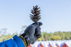 De hand houdt de pijnboom stock afbeelding De hand houdt de pijnboom stock afbeelding