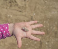 De hand met shell op zandachtergrond de hand die van kinderen shell op de palm houden royalty-vrije stock foto De hand met shell op zandachtergrond de hand die van kinderen shell op de palm houden royalty-vrije stock foto