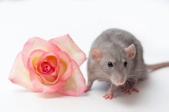 De handrat, dumborat, huisdieren op een witte achtergrond, zeer leuk weinig rat, een rat naast nam toe stock fotografie De handrat, dumborat, huisdieren op een witte achtergrond, zeer leuk weinig rat, een rat naast nam toe stock fotografie